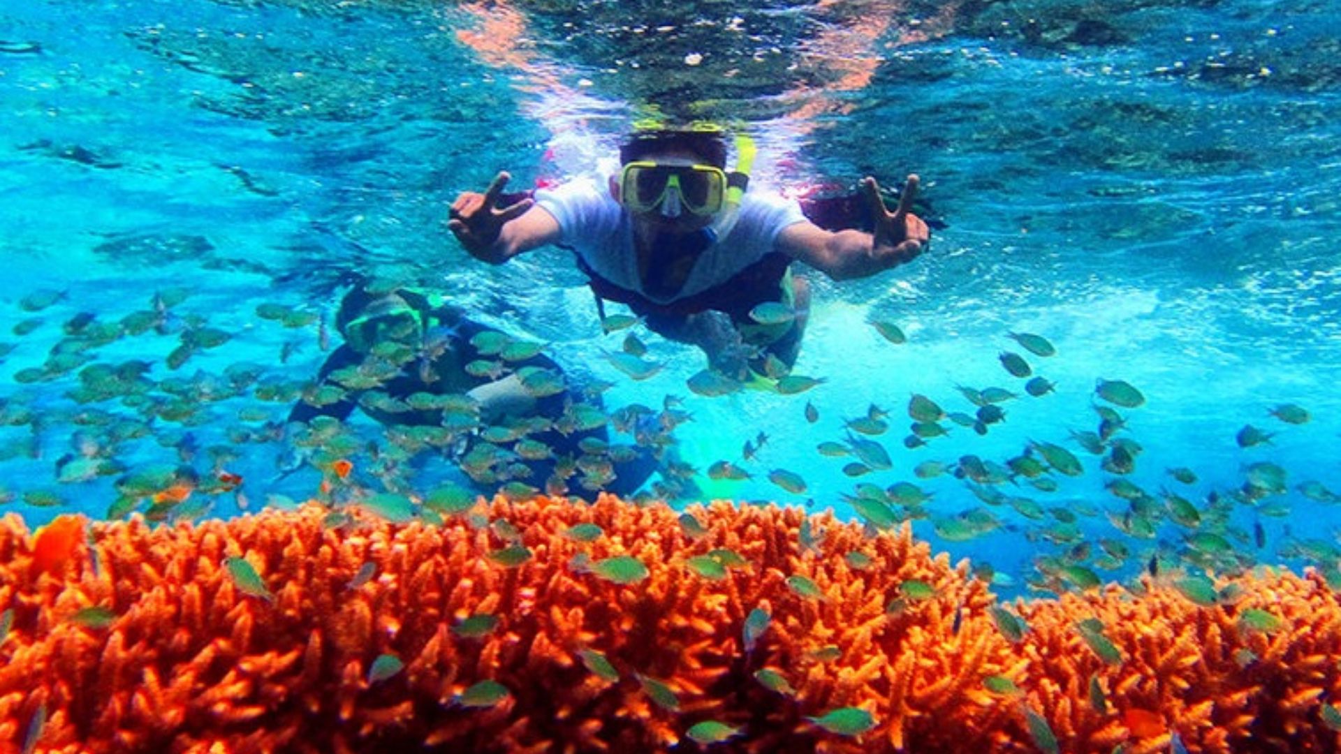 Snorkeling di Pulau Menjangan TN Bali Barat, Indahnya Surga Bawah Laut , Jika sedang berwisata di Kabupaten Banyuwangi, Jawa Timur, maka tidak ada salahnya untuk menjajal pengalaman snorkeling.