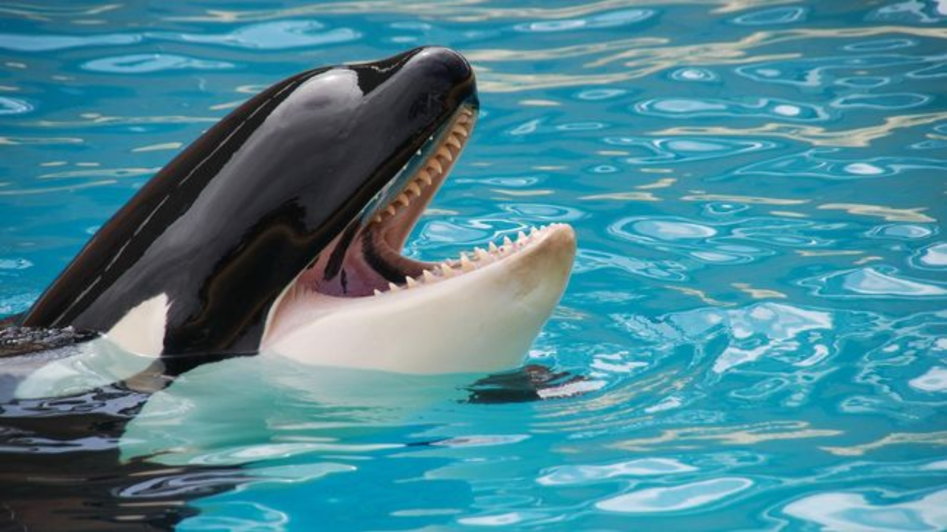 Pengunjung Kecipratan Kotoran Orca Saat Nonton Atraksi di SeaWorld